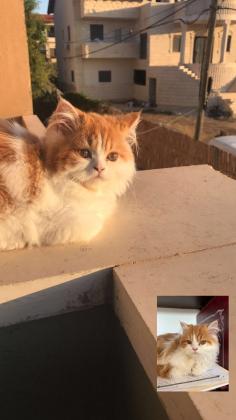 חתול פרסי בן 5 חודשים למכירה