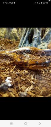 בואה קשת ברזילאית מוכר עקב