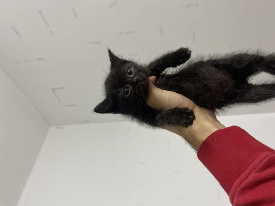 גורים סקוטים חמודים מאוד מוכנים