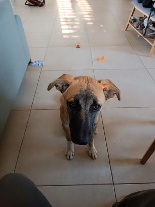 גור רועה כנעני מקסים בן