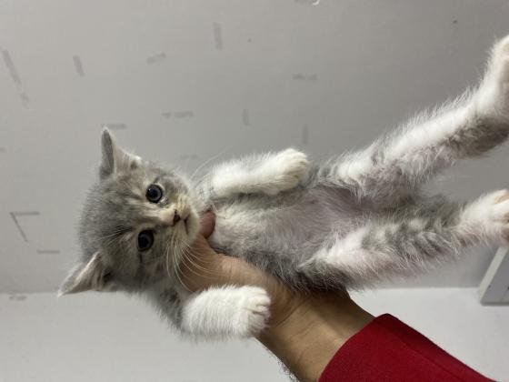 גורים סקוטים חמודים מאוד מוכנים