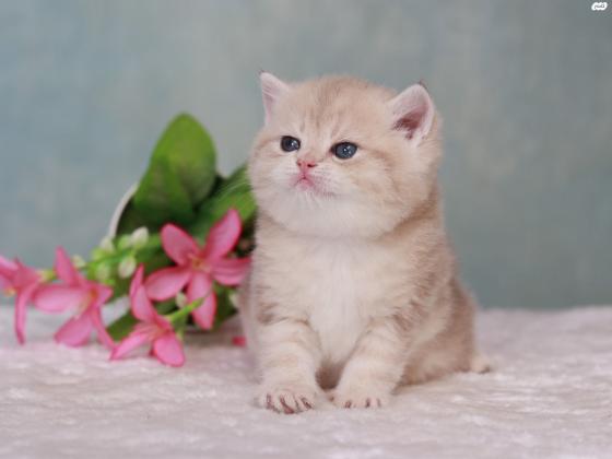 למכירה גור בריטי גזעי בצבע