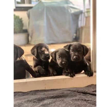 למכירה מגוון גורי לברדור משובחים