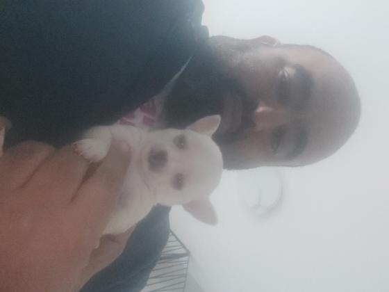 יפיפייה, תימסר לאחר חיסון ותילוע