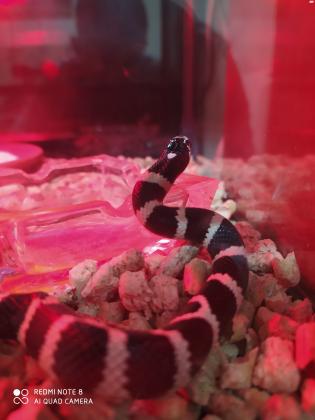 נחש קינג סנייק לא תוקפני