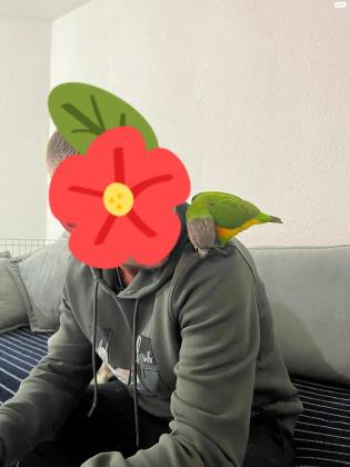 תוכי סנגל האכלת יד ברמה גבוהה