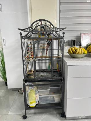 למכירה תוכי גרינציק מהמםהאכלת יד,