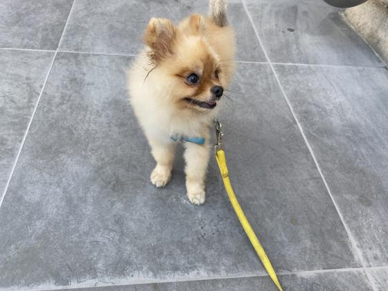 חמוד , ננסי , מחונך , מחוסן , עם שבב