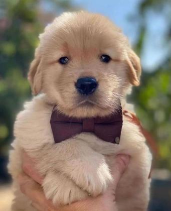 גורי גולדן רטריבר מדהימים, בני