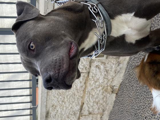 כלב ספורטיבי מתאים לבית עם