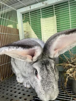 ארנב פלמי ( ענק) גורים