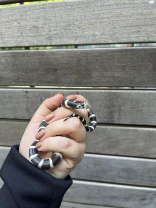 נחש קינג סנייק לא תוקפני