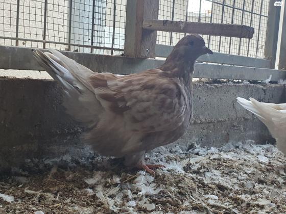 למכירה יונים מכל מיני סוגים,יש