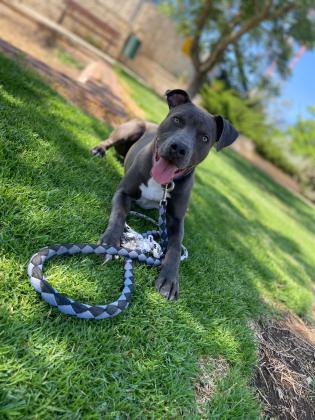 כלב ספורטיבי מתאים לבית עם