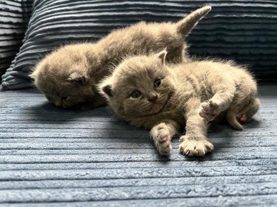 גורים בריטיים גזעיים קצרי שיער