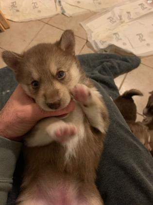 פומסקי - נולדו ב 5