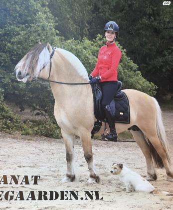 סייח מגזע פיורד טהור עם