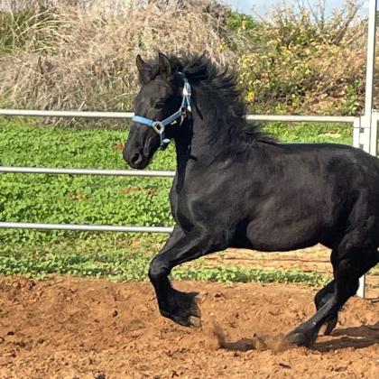 למכירה סייח פריזן שחור פחם