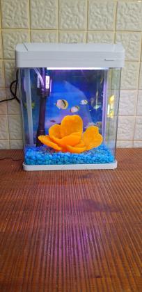אקווריום חדש לא יד 2