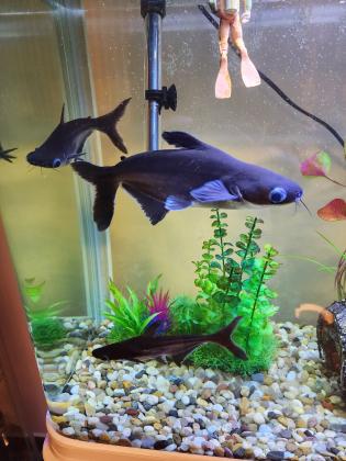 5 דגי כריש גדולים ויפים למכירה מדימונה