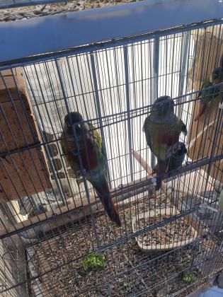 תוכי גרינציק גידול ביתי מחיר