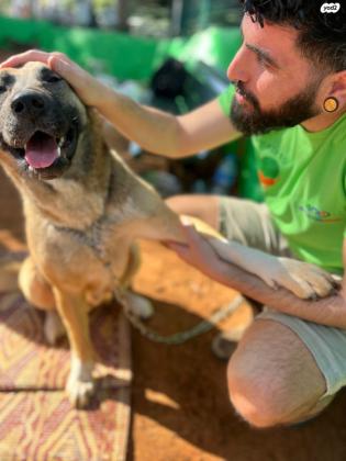 אקיטה מעורבת עם רועה גרמני,