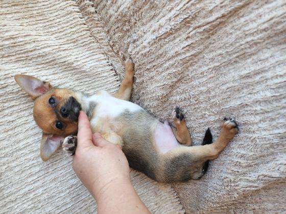 צ'וואווה בן חודשיים וחצי נולד ב 4