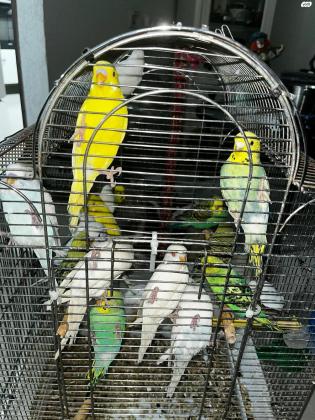 10 תוכונים בשלל צבעים זכרים