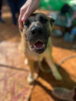 אקיטה מעורבת עם רועה גרמני,