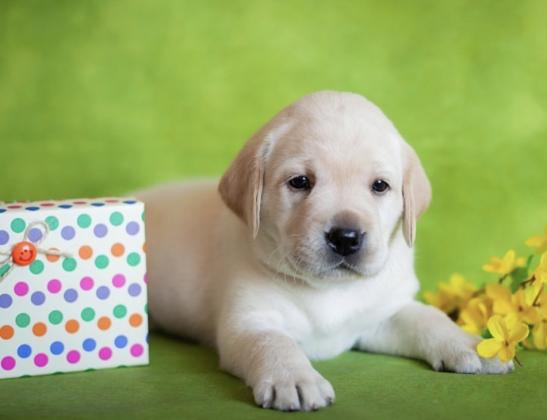 למכירה מגוון גורי לברדור משובחים