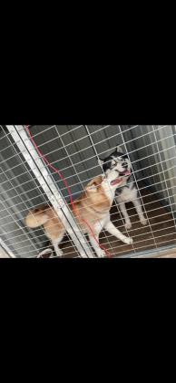 כלבים האסקי סיבירי גזעיים אמא
