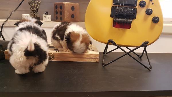 גורי שיצו רמה גבוהה ננסיים!!!