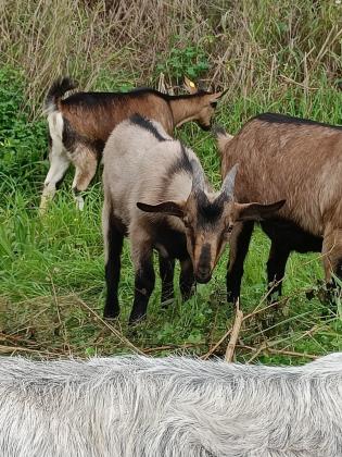 גדי זכר בן 3 חודשים,
