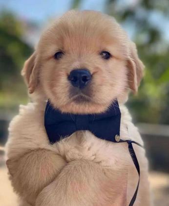 גורי גולדן רטריבר מדהימים, בני