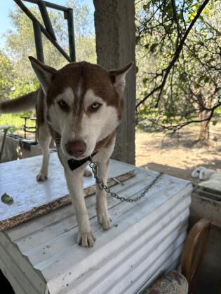 כלב האסקי בן בסביבות שנה
