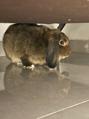 ארנב מינילופ גזעי שמוט אוזניים