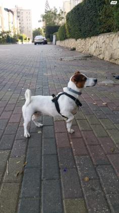 גורים ג״ק ראסל טרייר עם תעודות