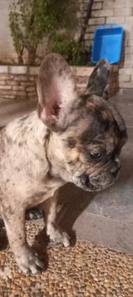 במחיר מציאה כל הקודם זוכה גור מהמם בן 3