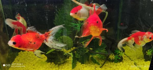 דג זהב ראש אריה