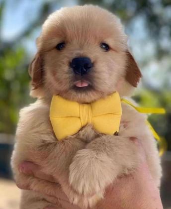 גורי גולדן רטריבר מדהימים, בני