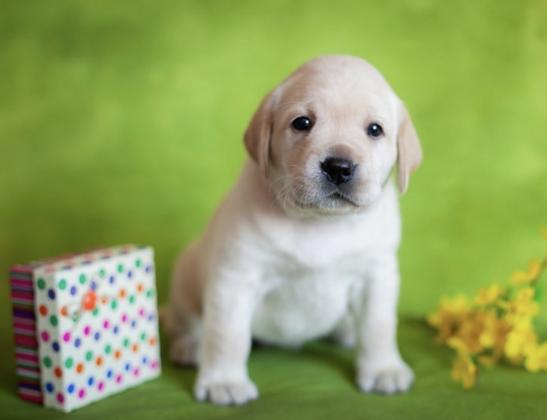 למכירה מגוון גורי לברדור משובחים