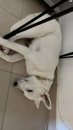 באלו רועה שוויצרי כבן 7