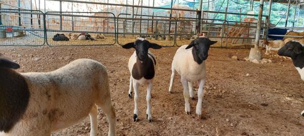 טלאים בני חודשיים למכירה