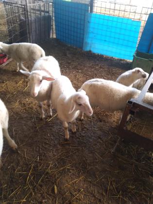 כבשים למכירה