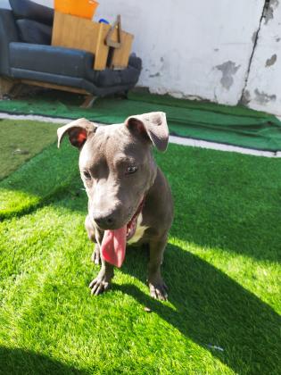 פיטבול בלו נאוז יפה מאוד מסתדרת עם כולם