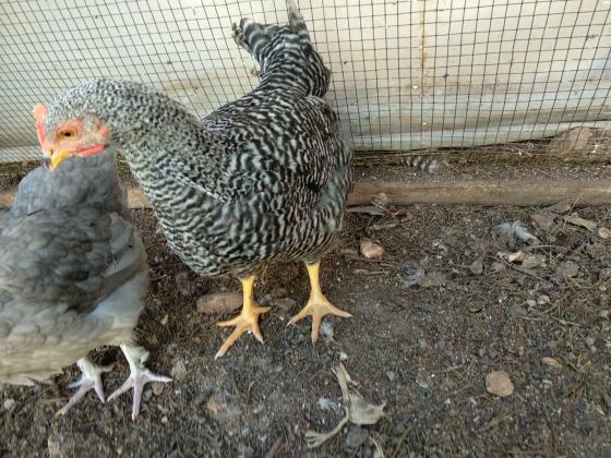 זכר פלימת רוק בן 4 חודשיםלא בשבת