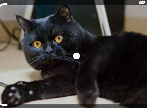 למסירה חתול בריטי גזעי בן