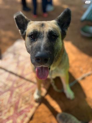 אקיטה מעורבת עם רועה גרמני,