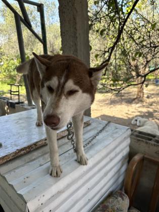 כלב האסקי בן בסביבות שנה