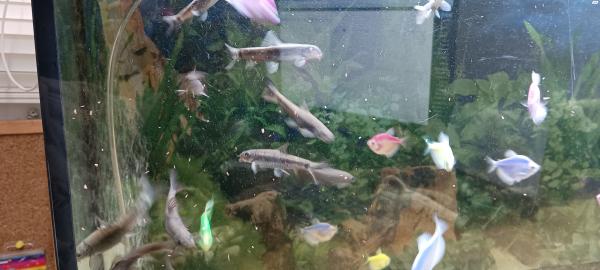 גרה רופה (עגלסת הנחלים) הידוע